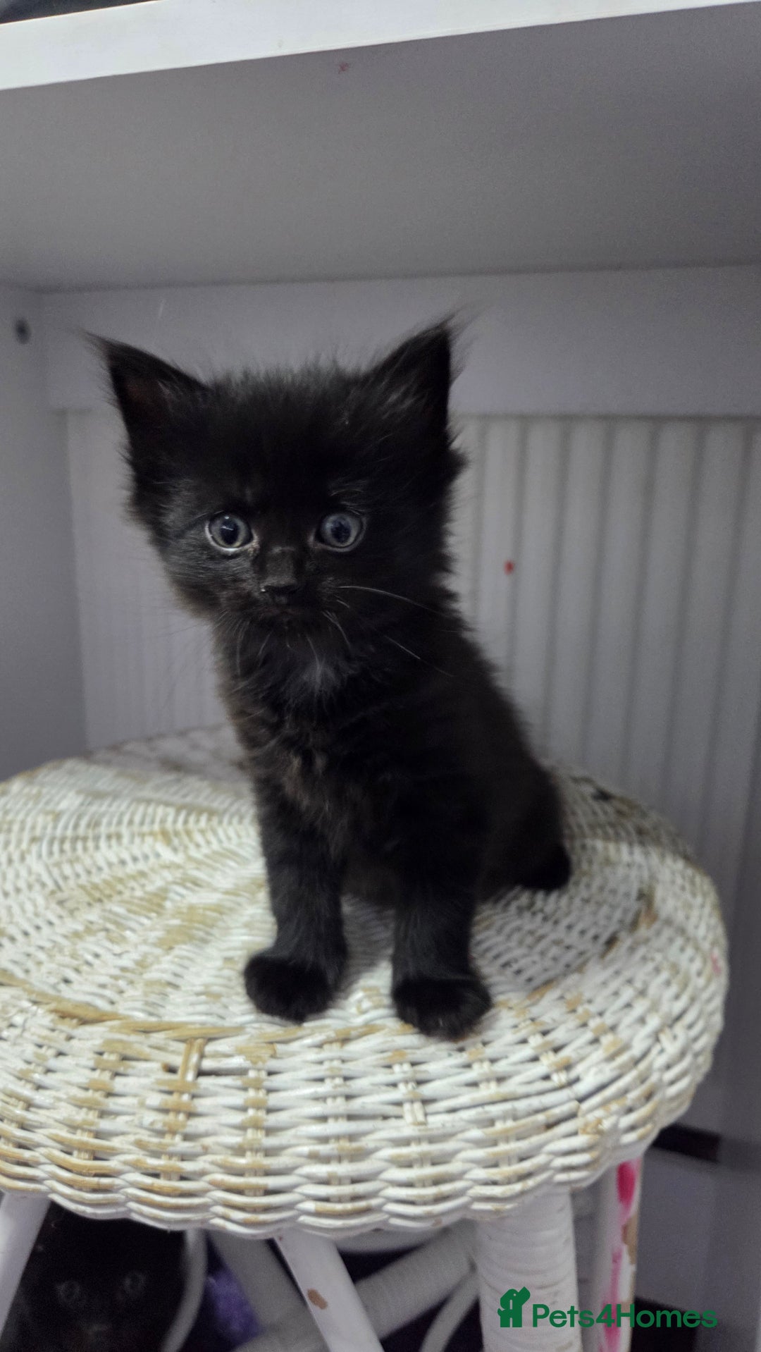 Mixed Breed cats for sale: One male and female tabby kittens  - Image 14