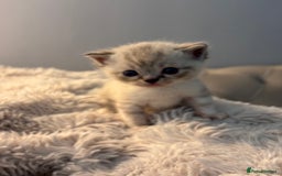 Persian cats for sale: Adorable Persian × Bengal Kittens  - Image 14