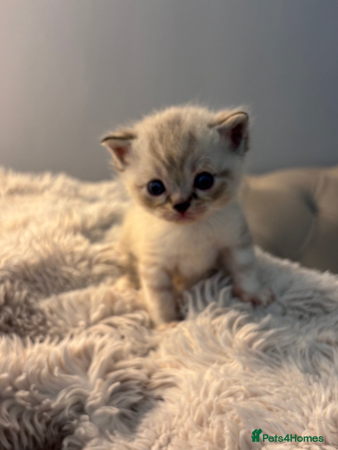 Persian cats for sale: Adorable Persian × Bengal Kittens  - Image 14