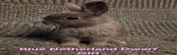 Netherland Dwarf rabbits for sale: Himalayan Netherland Dwarf BOY & Blue GIRL - Advert 14