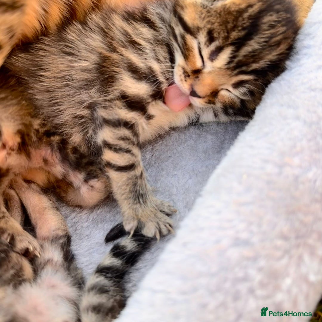 Bengal cats for sale:  Bengal kittens - Image 9