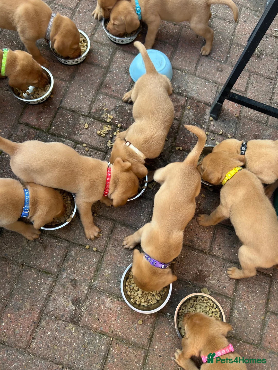 Labrador Retriever dogs for sale: Beautiful fox red Labrador litter  - Advert 2