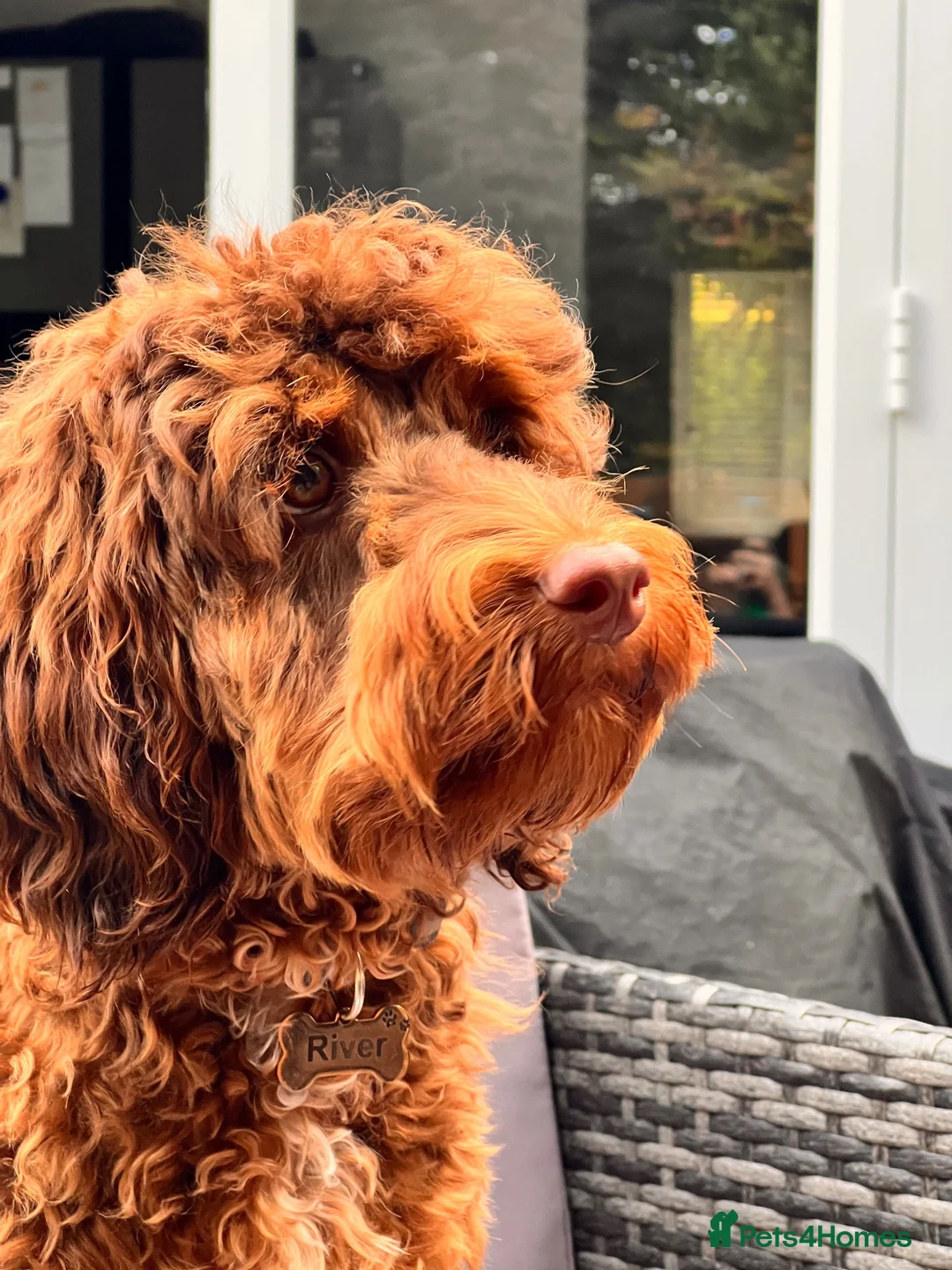 Cockapoo dogs for sale: Beautiful 7-Month-Old Female F1 Cockapoo in Folkestone - Advert 5