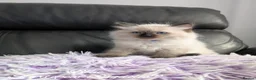 Ragdoll cats for sale: Stunning GCCF REG PEDIGREE RAGDOLLS - Advert 24