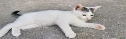 Domestic Shorthair cats for sale: 2 Beautiful kittens  - Advert 5