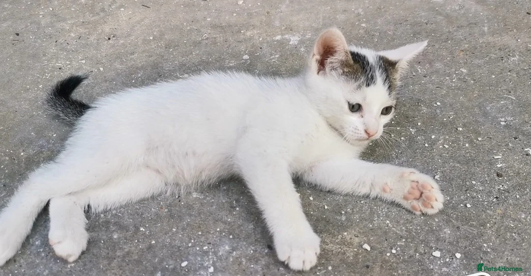 Domestic Shorthair cats for sale: 2 Beautiful kittens  - Advert 5
