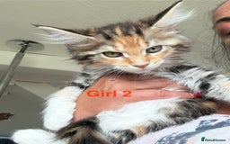 Maine Coon cats for sale: Beautiful Mainecoon Kittens x5 - Image 11