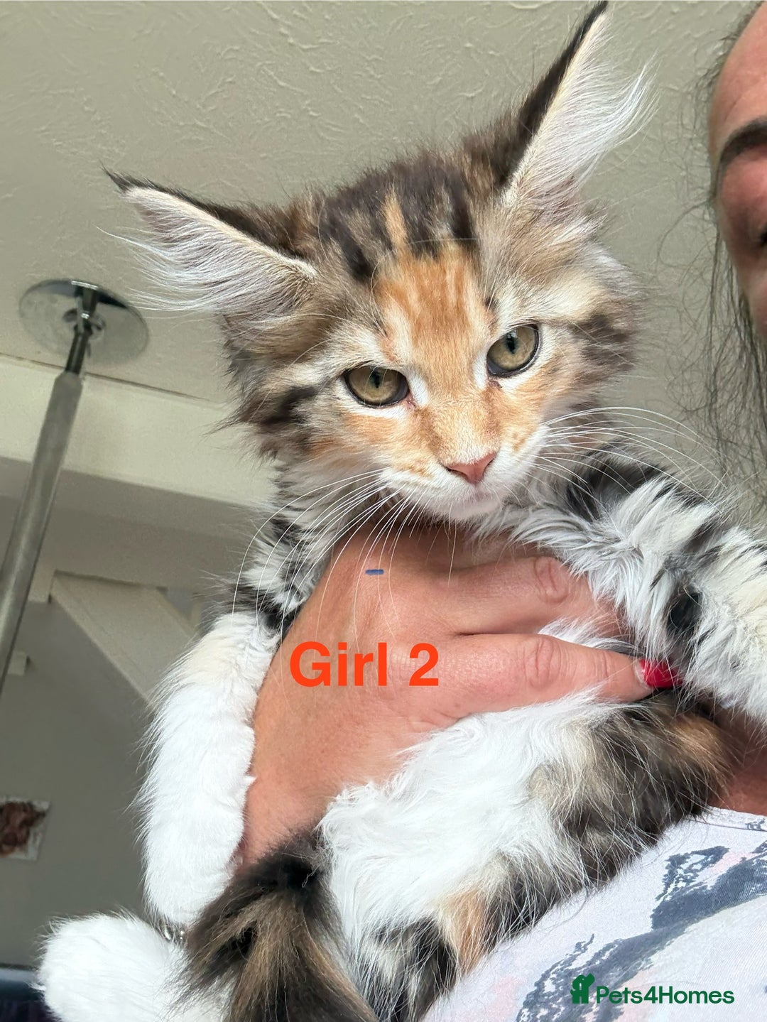 Maine Coon cats for sale: Beautiful Mainecoon Kittens x5 - Image 11