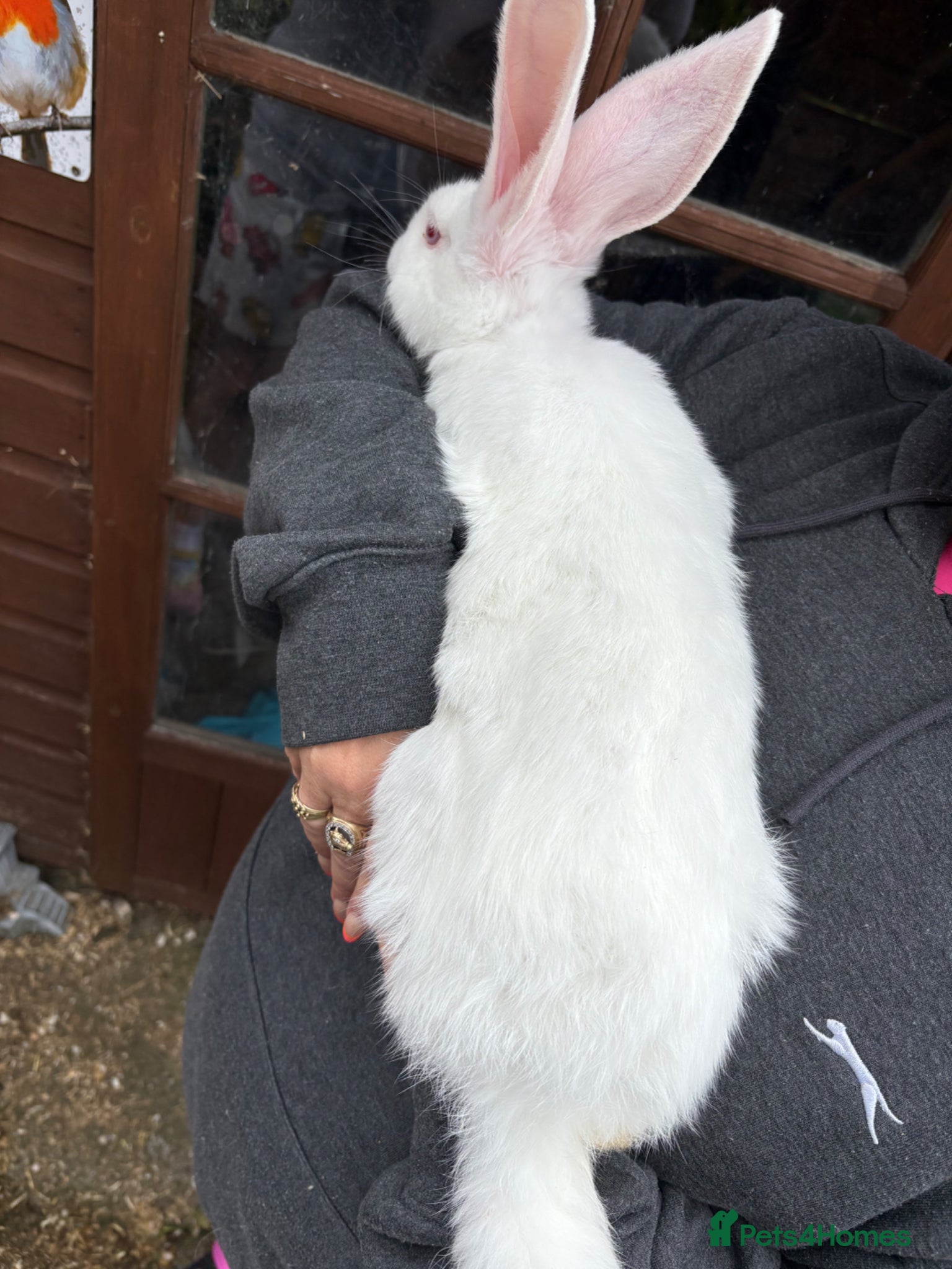 Continental Giant rabbits for sale: Gorgeous litter of continental giant bunnies😍 - Advert 5