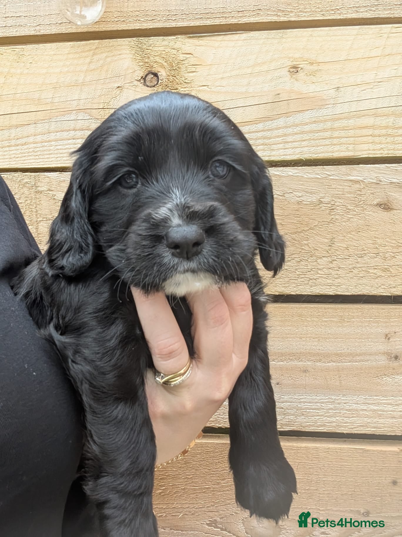 Sprocker dogs 1x Beautiful Sprocker Puppy Seeking Forever Homes - Advert 1