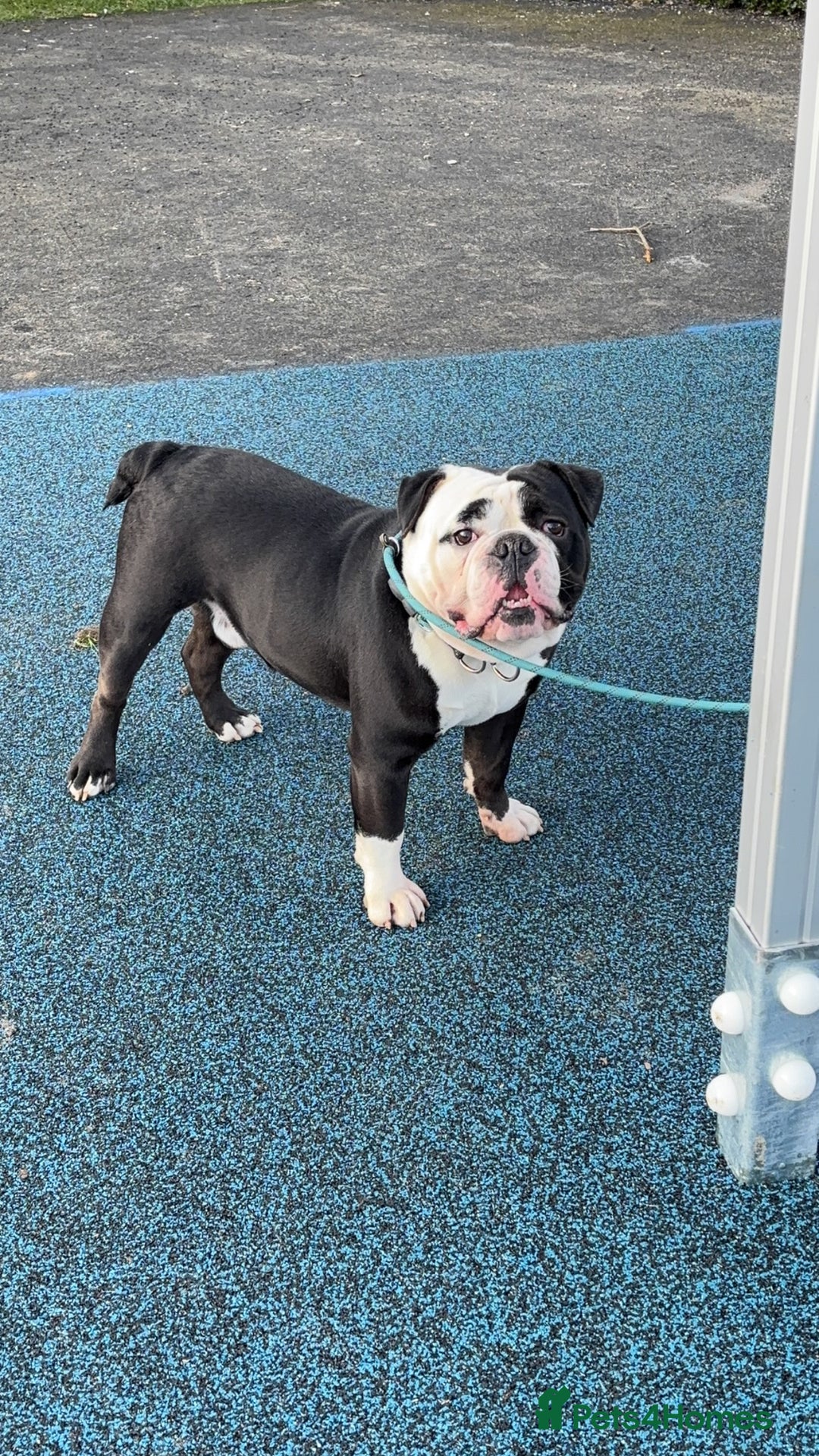 Olde English Bulldogge dogs for sale: Retired stud dog looking for his forever family - Advert 3