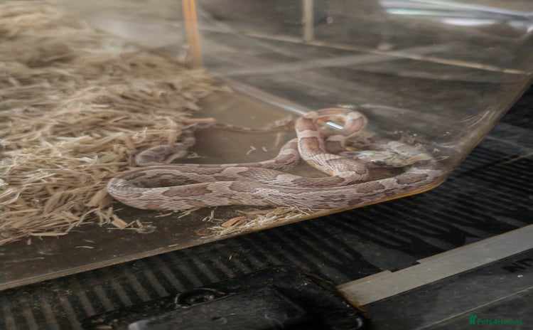 Corn Snake reptiles - Advert 1
