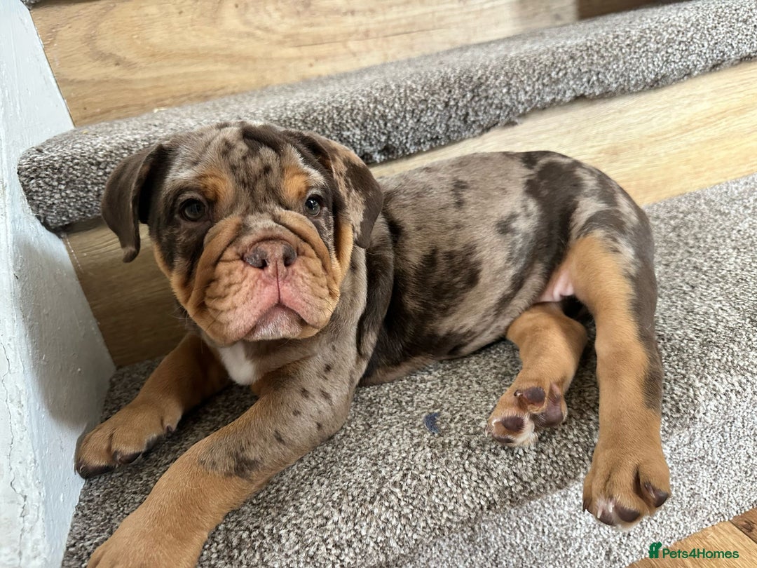 Olde English Bulldogge dogs for stud: 💥olde English bulldogge stud💥 in Rotherham - Image 35