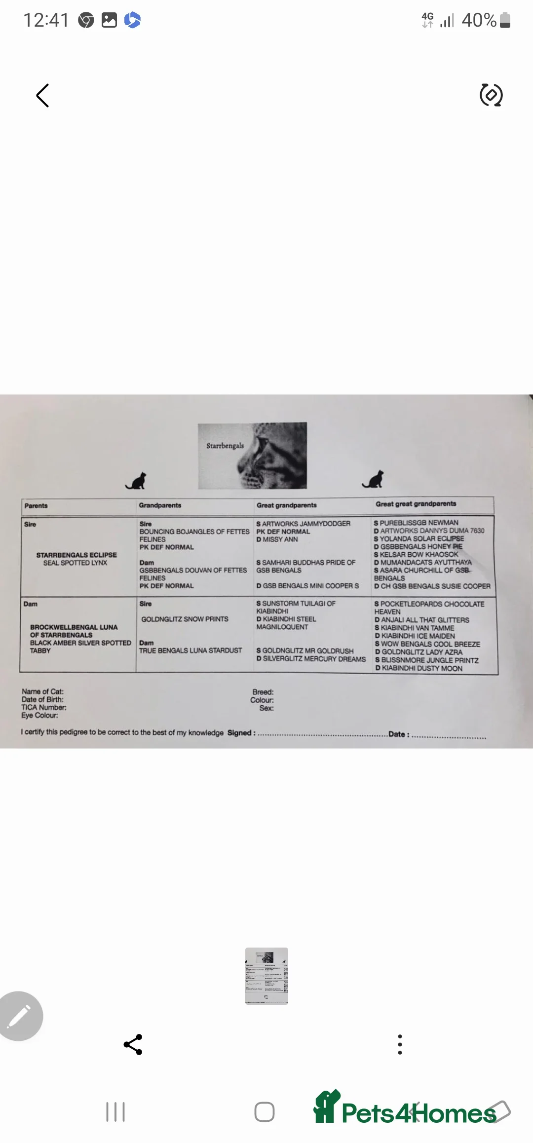 Bengal cats for sale: Guaranteed to be Cuddly *Breed quality*  - Advert 5