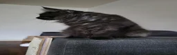Maine Coon cats for sale: Gorgeous active female smoke silver maine coon - Advert 6