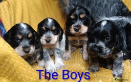 Cocker Spaniel dogs for sale: Show Type blue/Tri/chocolate Roan Cocker Spaniels  - Image 24