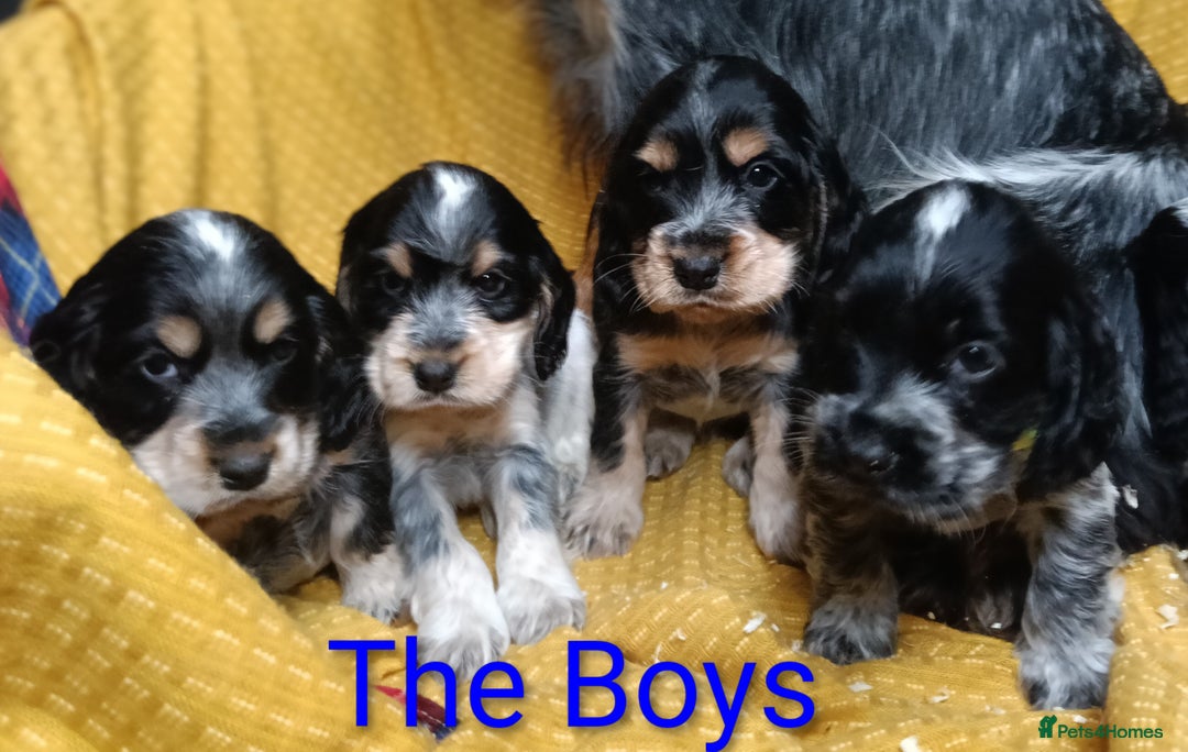 Cocker Spaniel dogs for sale: Show Type blue/Tri/chocolate Roan Cocker Spaniels  - Image 24