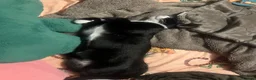 Mixed Breed cats for sale: BatCat  - Advert 4