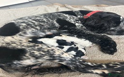Cocker Spaniel dogs for sale: Blue roan cocker spaniels  - Image 5