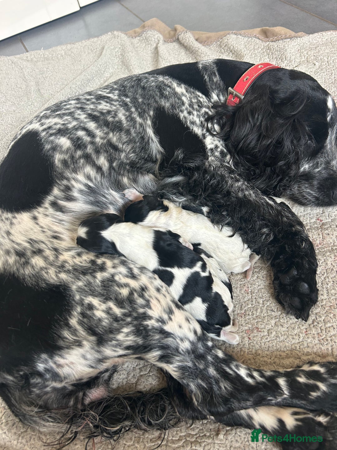 Cocker Spaniel dogs for sale: Blue roan cocker spaniels  - Image 5