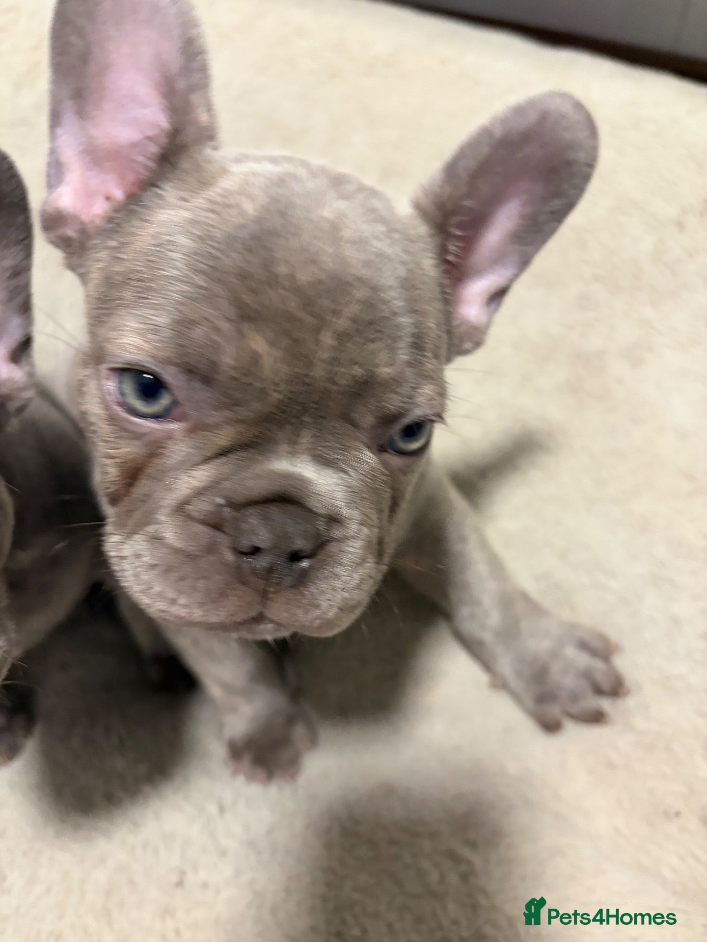 French Bulldog dogs French Bulldog Puppies ready now Derby  - Advert 9