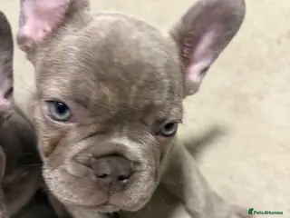 French Bulldog dogs French Bulldog Puppies ready now Derby - Advert 9
