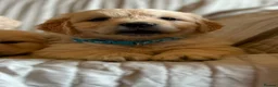 Golden Retriever dogs for sale: Wonderful litter health tested parents  - Advert 3