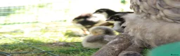 Chickens poultry for sale: Jersey Giants Chickens - Advert 6