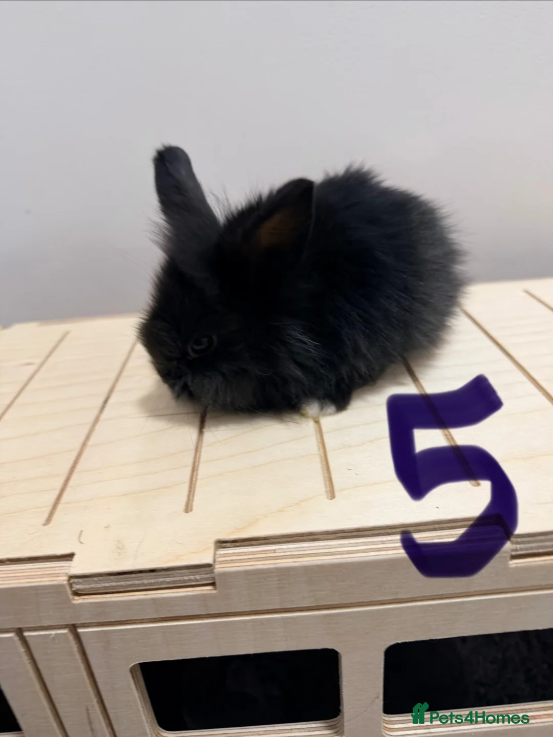 Lionhead rabbits for sale: Lionhead x dwarf  in London - Advert 5