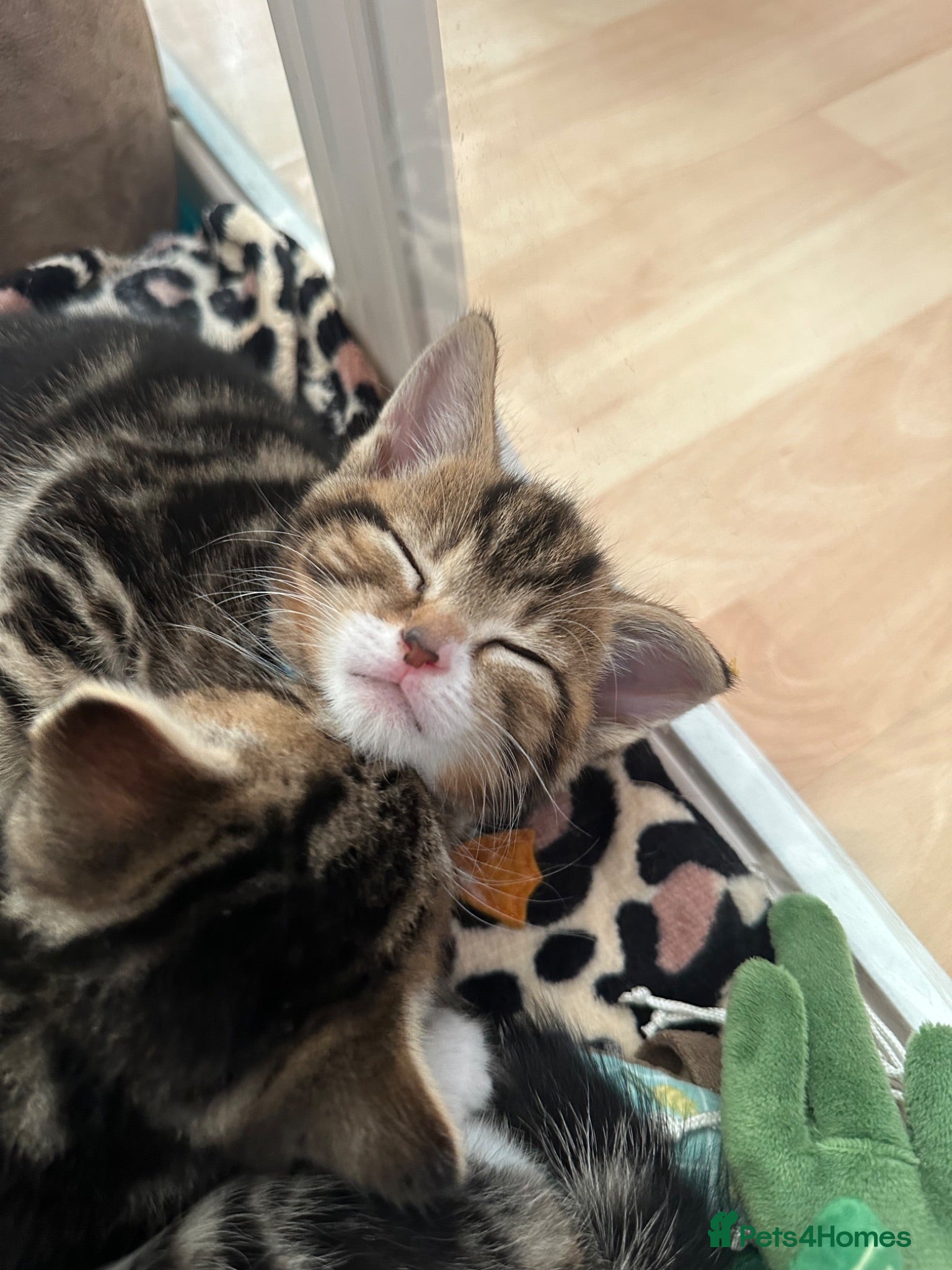 Mixed Breed cats Beautiful tabby kittens for sale - Advert 1