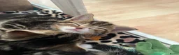 Mixed Breed cats for sale: Beautiful tabby kittens for sale - Advert 12