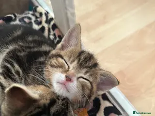 Mixed Breed cats Beautiful tabby kittens for sale - Advert 1