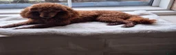 Miniature Poodle dogs for sale: Beautiful red kc miniature poodle male import - Advert 3