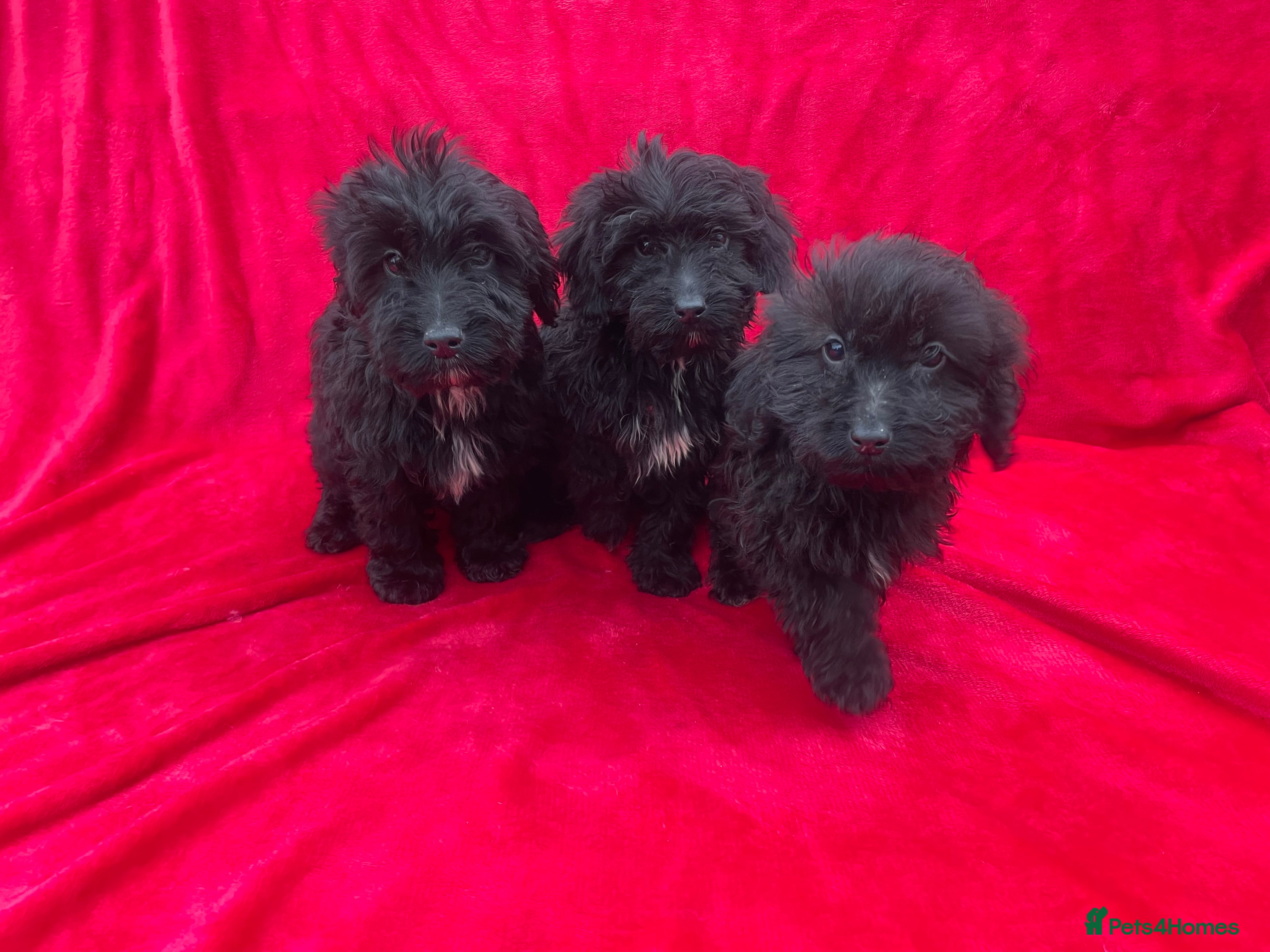 Cockapoo dogs F1 cockapoo puppies for sale - Advert 2