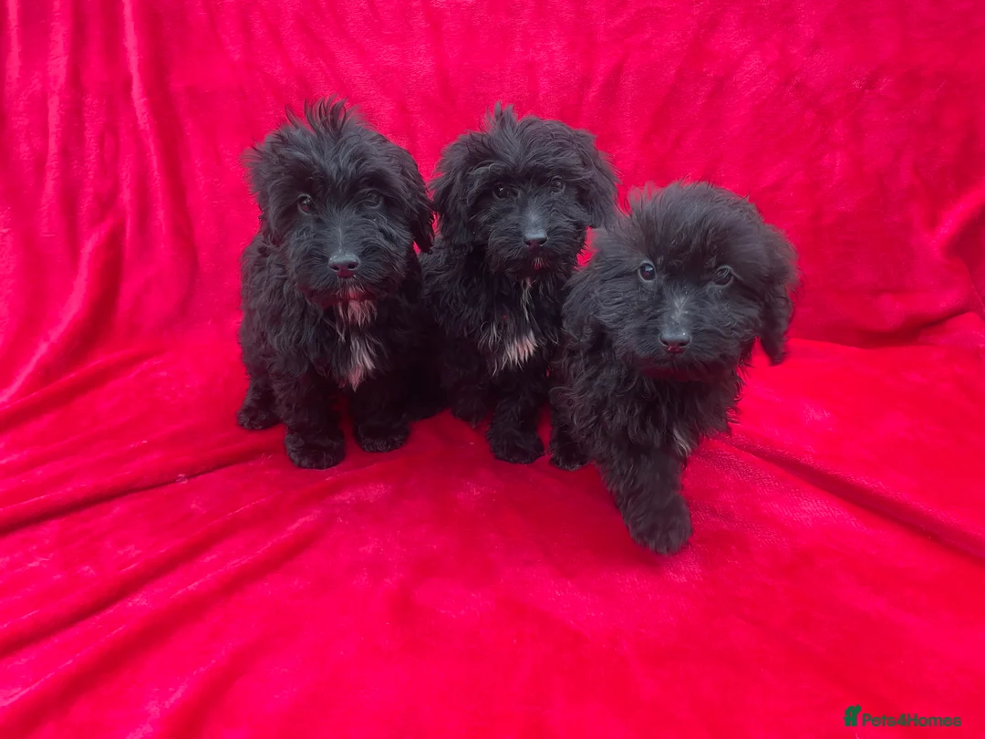 Cockapoo dogs for sale: F1 cockapoo puppies for sale - Advert 1