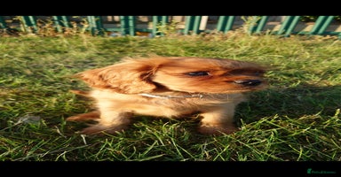 Cavalier King Charles Spaniel dogs - Advert 4