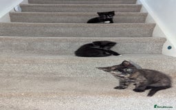 British Longhair cats for sale: Kittens are ready to go  - Image 11