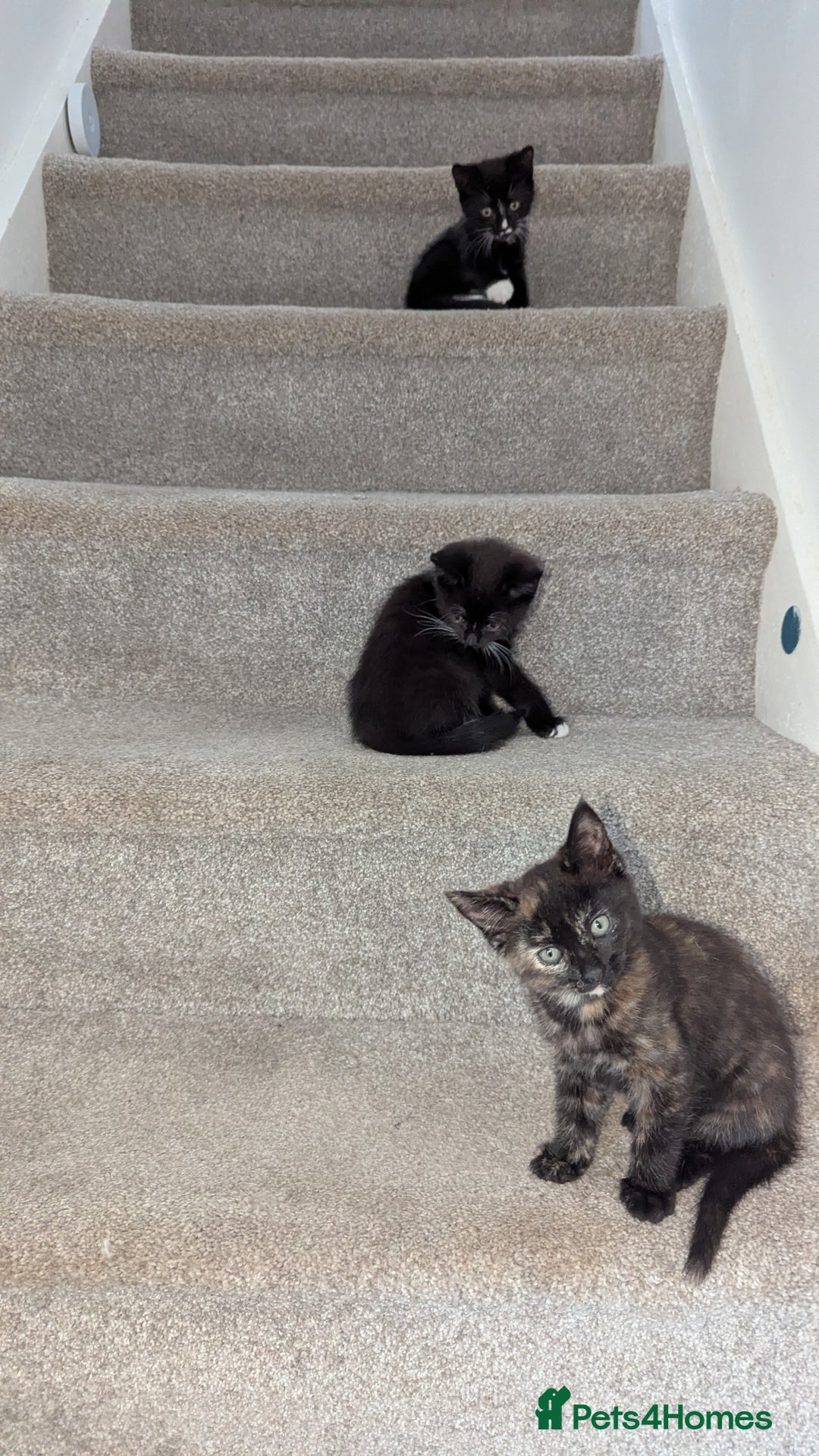 British Longhair cats for sale: Kittens are ready to go  - Image 11