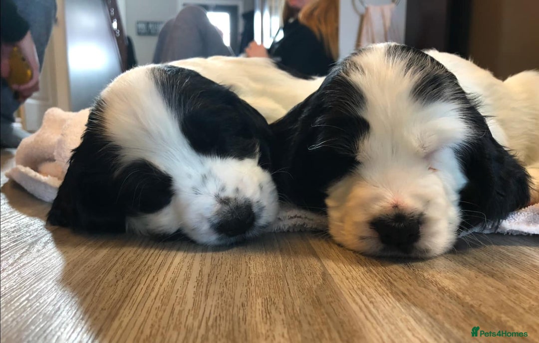 Cocker Spaniel dogs for sale: English Cocker Spaniels Available - Advert 1