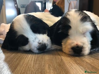 Cocker Spaniel dogs English Cocker Spaniels Available - Advert 1