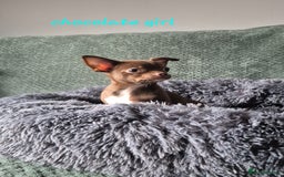 Chihuahua dogs for sale: ❤️Amazing Chihuahua Puppies - Image 6