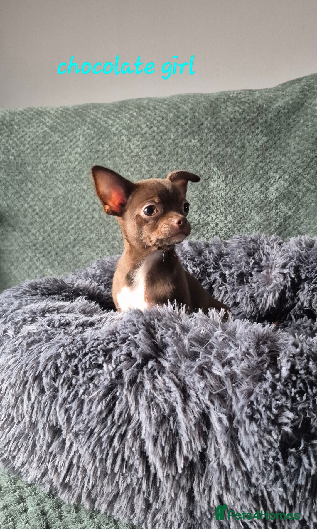 Chihuahua dogs for sale: ❤️Amazing Chihuahua Puppies - Image 6