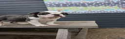 English Bulldog dogs for sale: 3 male English bulldog puppies  - Advert 15