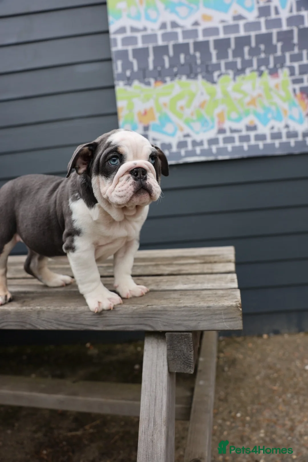 English Bulldog dogs for sale: 3 male English bulldog puppies  - Advert 15