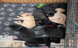 Labrador Retriever dogs for sale: 1 x Black Dog - KC reg, FTCH sired in Droitwich - Image 13
