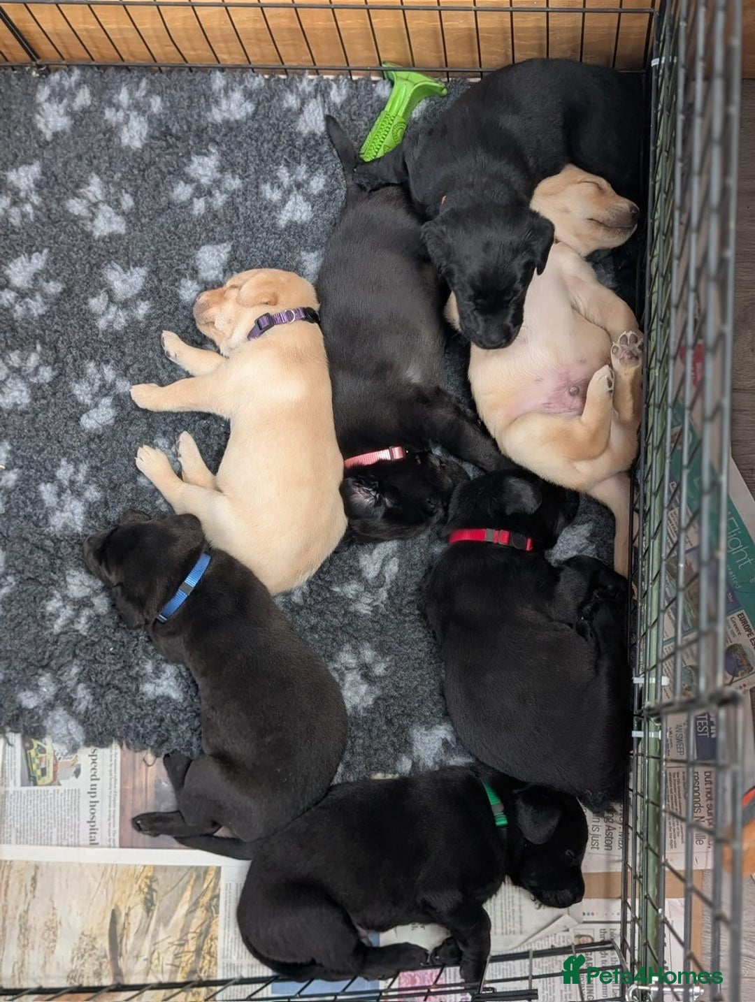 Labrador Retriever dogs for sale: 1 x Black Dog - KC reg, FTCH sired in Droitwich - Image 13