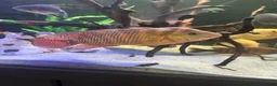 Cichlids fish for sale: Red Terror cichlid 20cm in Staines - Advert 3