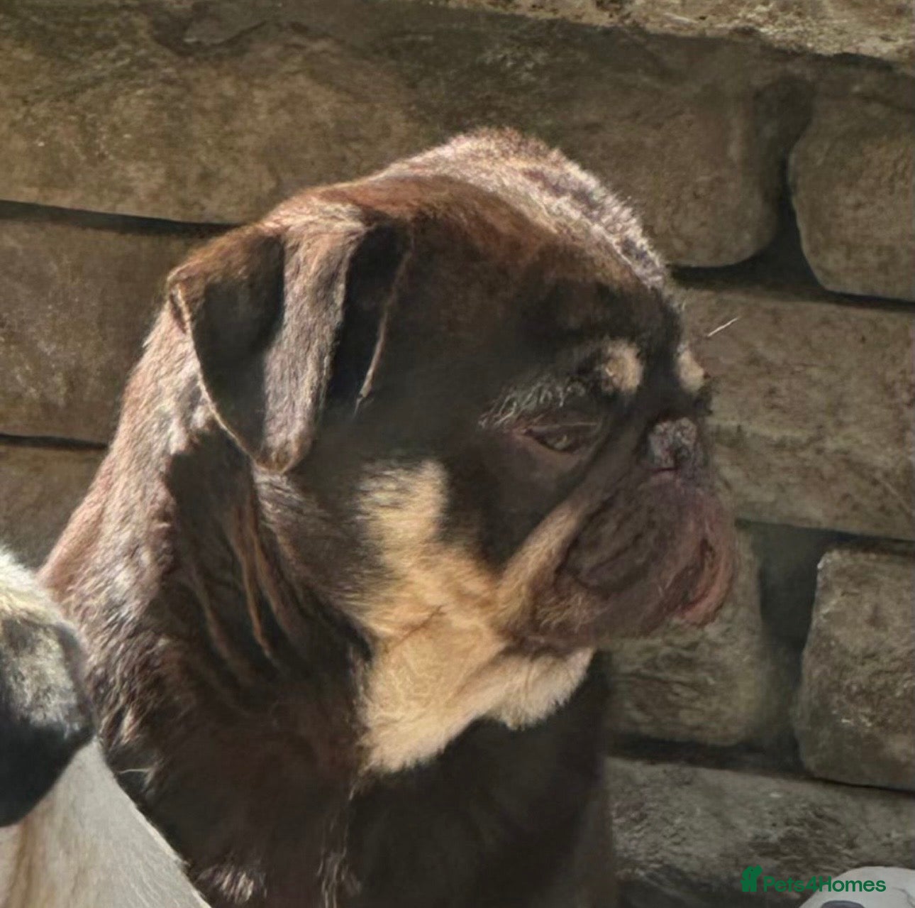 Pug dogs Brown & tan proven kc registered pug male  - Advert 4