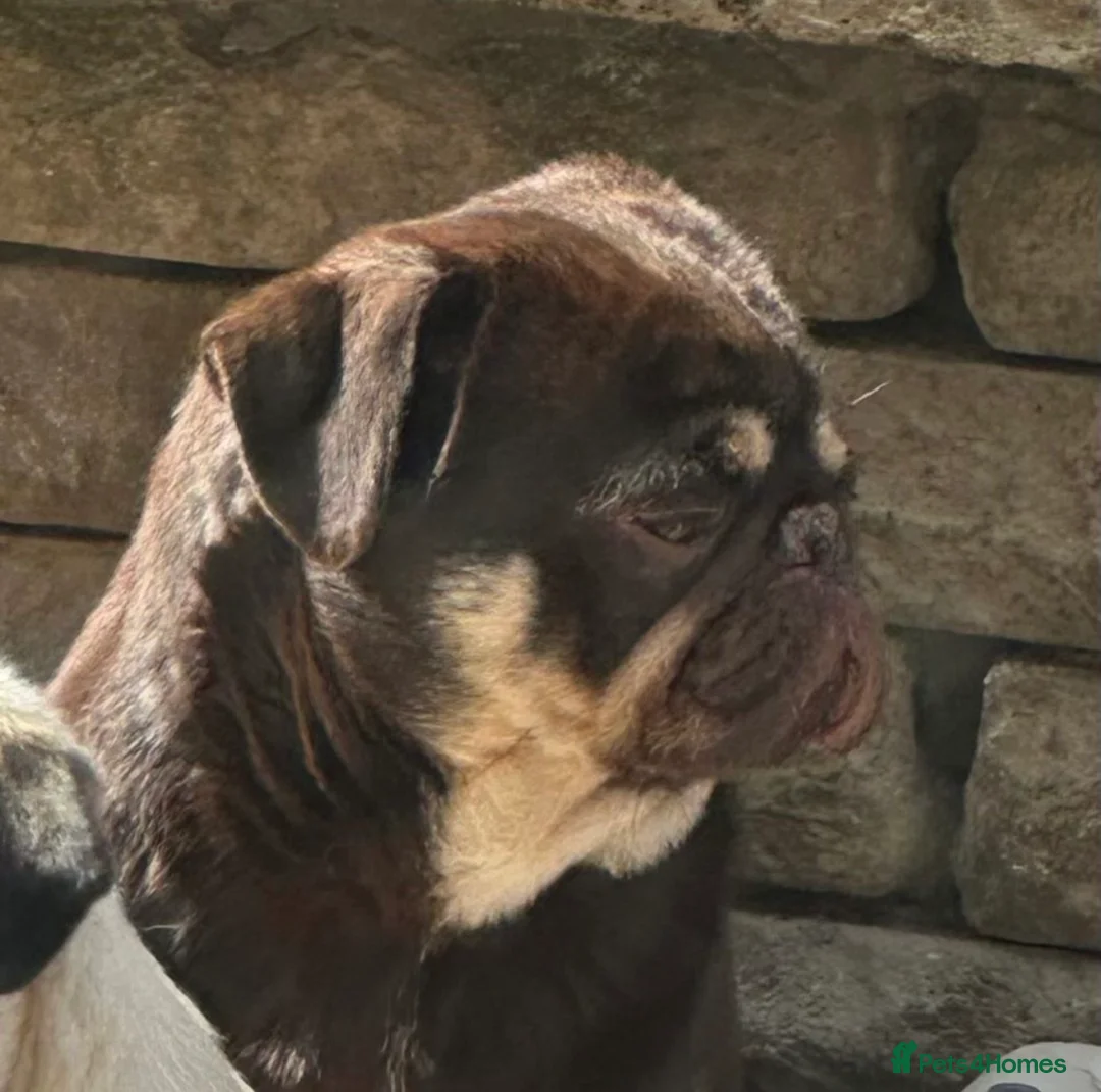 Pug dogs for sale: Brown & tan proven kc registered pug male  - Advert 1