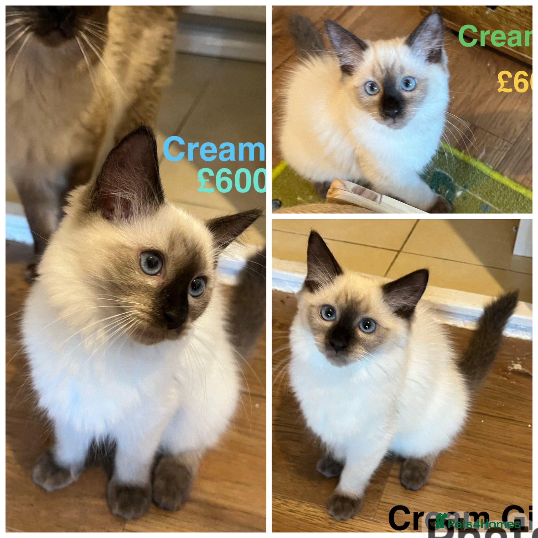 Ragdoll cats 💖Fabulous Pure Ragdoll Kittens Waiting for Love❤️ - Advert 1